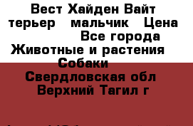 Вест Хайден Вайт терьер - мальчик › Цена ­ 35 000 - Все города Животные и растения » Собаки   . Свердловская обл.,Верхний Тагил г.